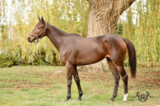 Plusieurs chevaux réformés à vendre