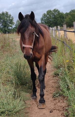 Cheval 3 ans 