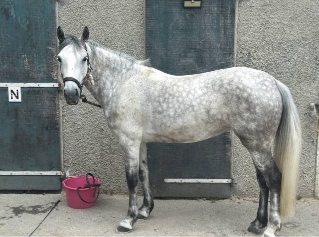 Jument connema 11 ans 148 cm