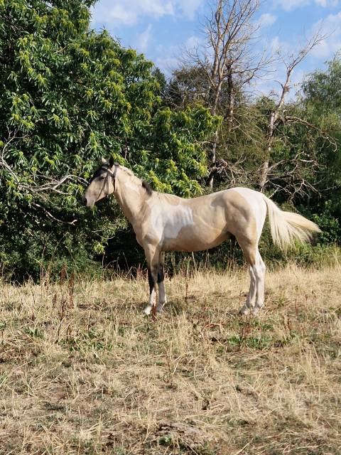Poulain mâle aes 2025 ( aes x akhal teke)