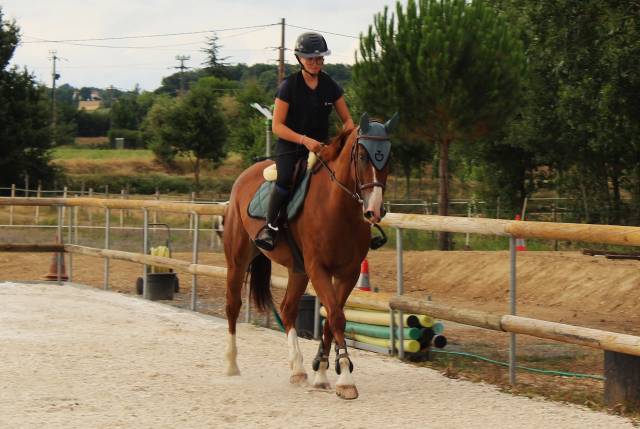 Cheval de sport 