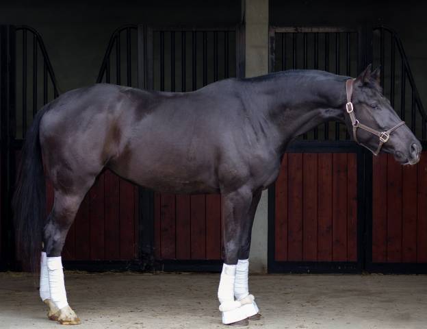Jument de dressage (cce) – 4 ans – jayson x gribaldi 