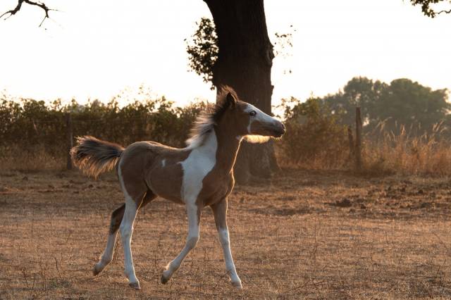Poney taille c