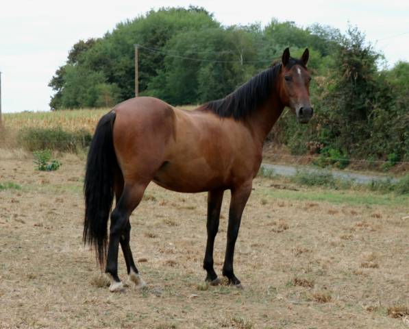 Cheval pure race espagnole
