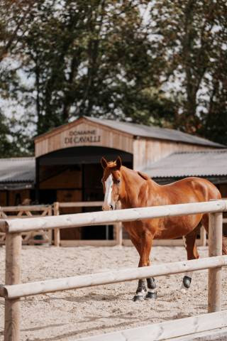 Cheval magnifique à vendre