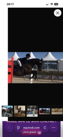 Cheval amateur élite