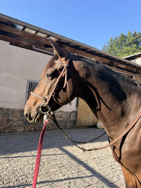 Mâle csan/sfo 3 ans 