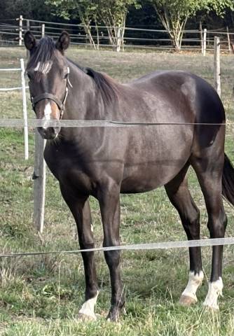 Pouliche 2025 par very star kerveyer 