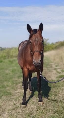 Jument appaloosa oc 6 ans