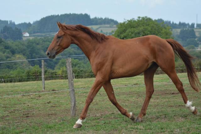 Demi pension 77- figaro mill d'arx (4ans - oldenbourg)