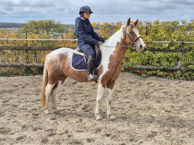 Pampam, joli poney d 