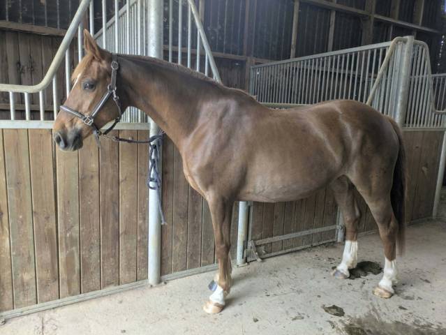 Pfs 8 ans à vendre