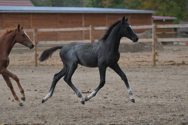 Foal mâle par mosito van het hellehof et jolie girl dks