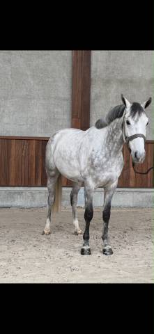 6-year-old grey show jumper