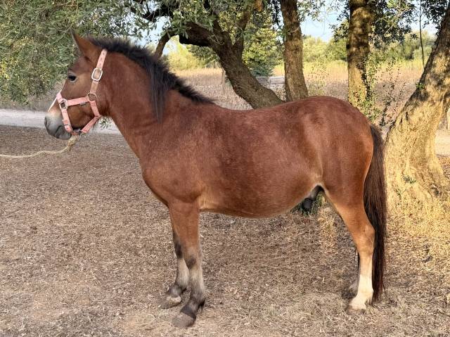Poney entier 