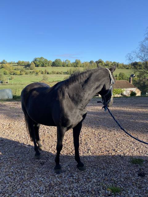 Jument pure race espagnole (pré) noire - 15 ans - 