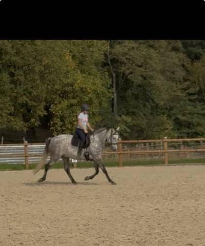 Cheval pré à vendre
