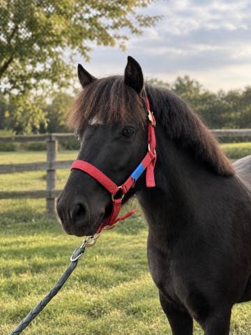 Moscou des forged - poney à vendre 