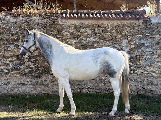 Minho delphiniere - poney à vendre 