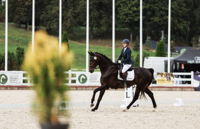 Stunning dressage horse with exceptional movements