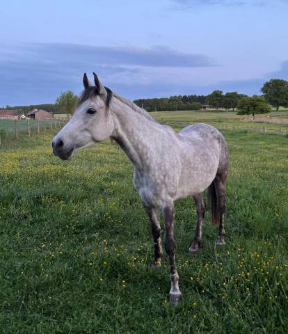 Jument arabe barbe 