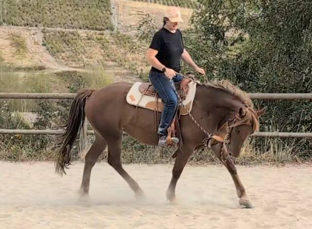 Jument oc 4 ans idéale loisirs western trec etc