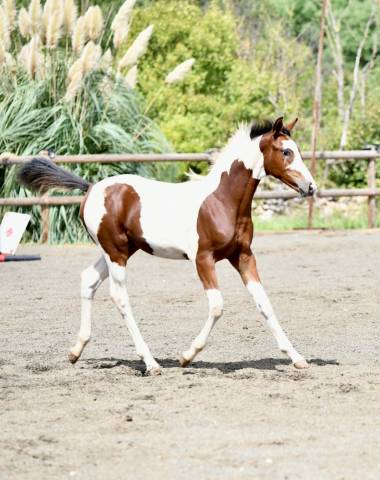 Pouliche pie beau papier sport 