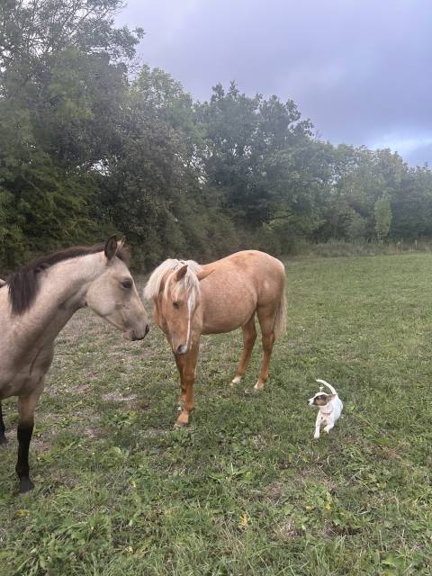 Poulain quarter horse