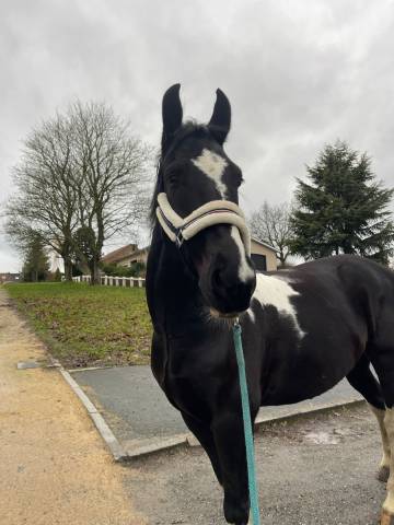 Barok pinto 8 ans