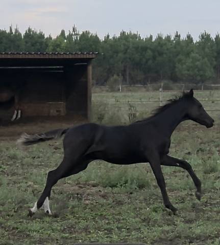 Poulain dsa akhal teke noir