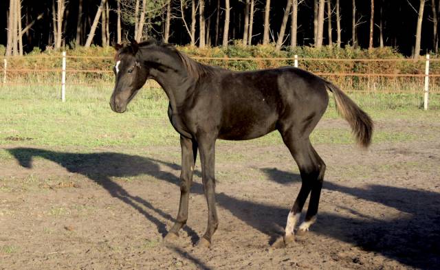 Poulain dsa akhal teke noir rubicano