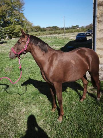 Ponette pfs 1 an