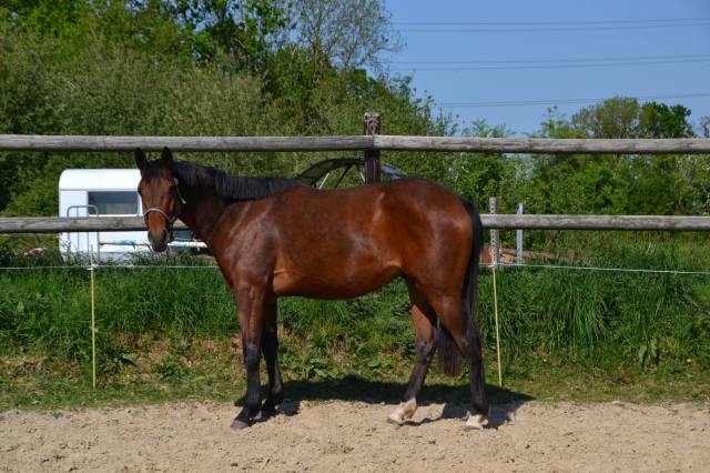 Petit cheval sport à vendre