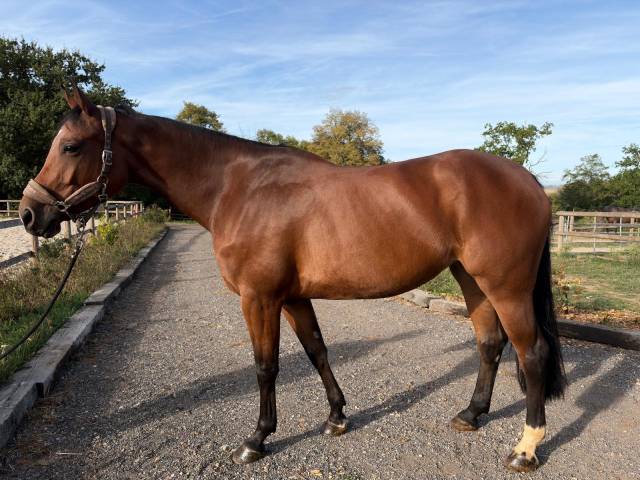 Jument de cso de 5 ans – idéal pour un amateur 