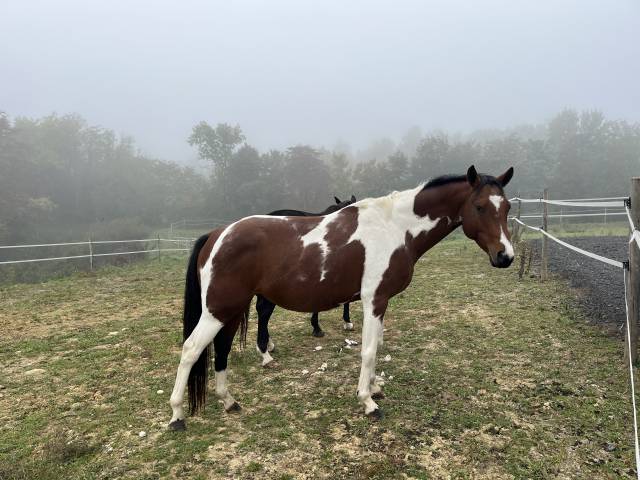 étalon pie papier aes à confier