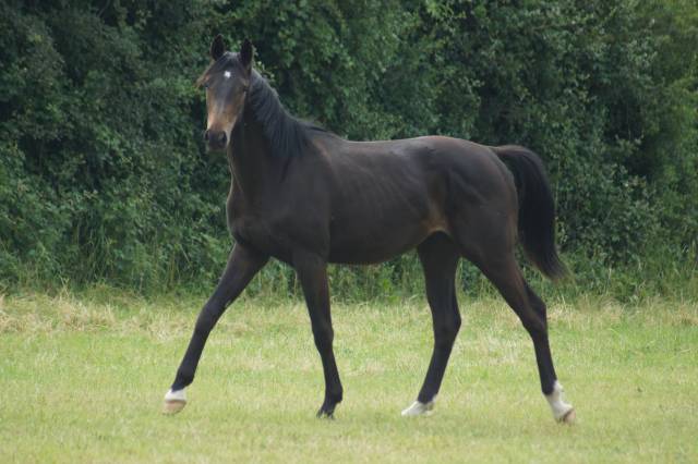 Hongre selle français 2025 dressage