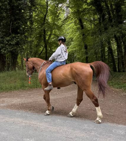 Selle français — hongre 8 ans — 1m71