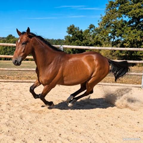 Cheval de plaisir et de loisir