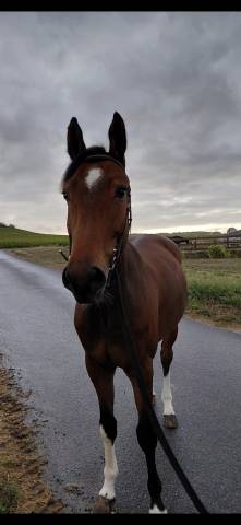 Cheval 5 ans loisir sportif 