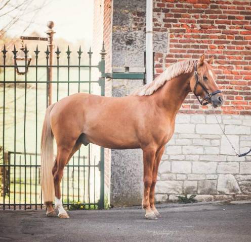 Super petit cheval pour concours loisirs