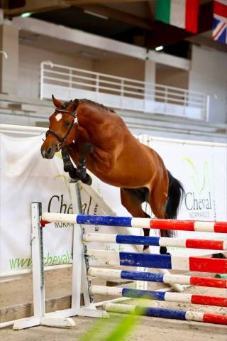 Future poney asp2/asp1