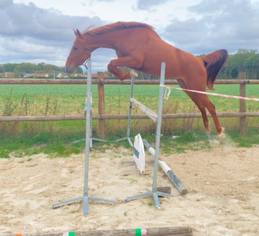Jument cso cce