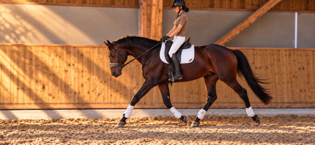 Hanovrien 9 ans - dressage