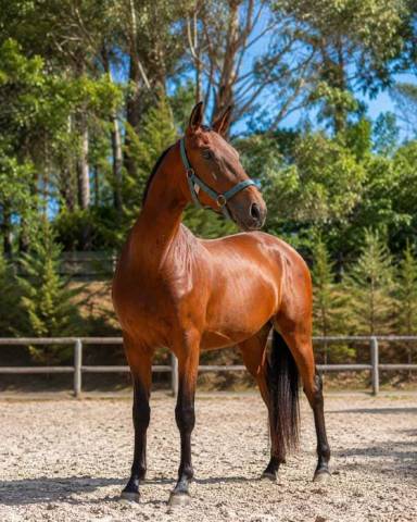 Ulysses – lusitanien apsl de 2 ans | origines escorial 