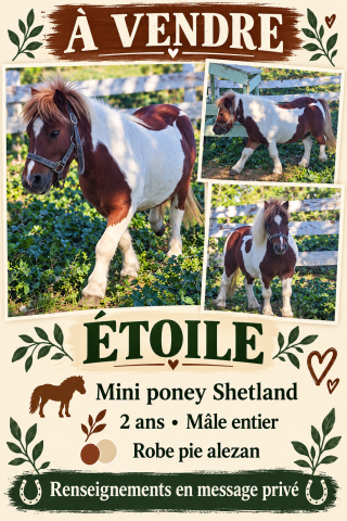Poney entier de 2ans