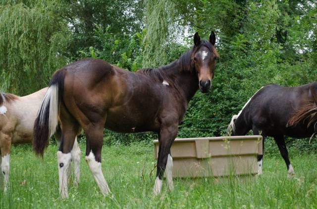 Pouliche paint horse bai tobiano 