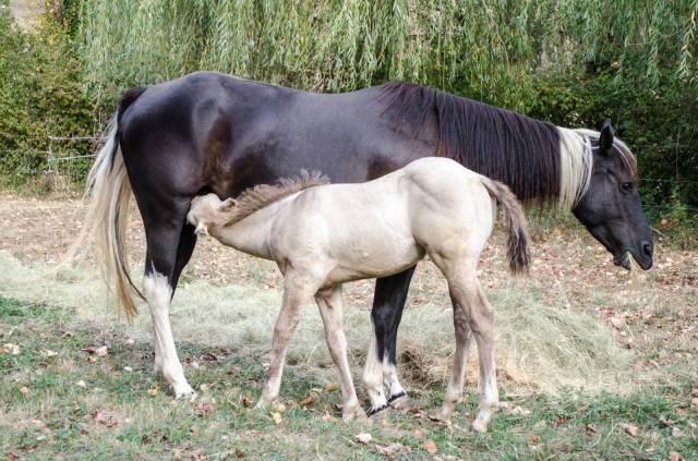 Poulain paint horse champagne classic dun
