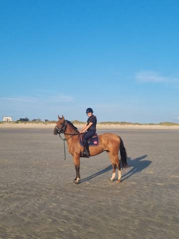 Hongre, 4 ans, 165 cm