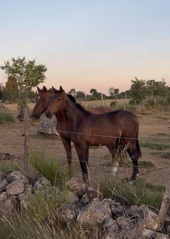 Poulain de 2 ans par million dollar x diamant de semill