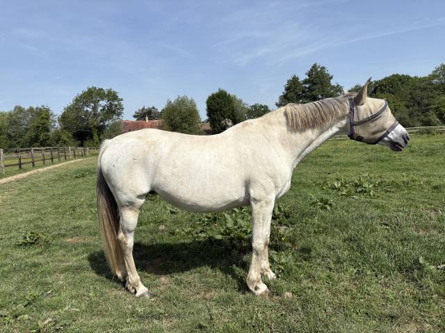 Poulinière cso